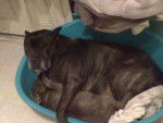 safira et chance - Cane Corso (2 mois)