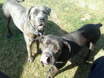 Maxi et Bastia - Cane Corso Femelle (4 ans)