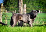 Goda a 10 mois - Cane Corso Mâle (10 mois)