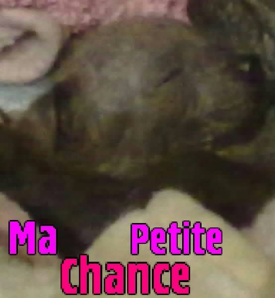 chance la petite femelle - Cane Corso Femelle (1 mois)