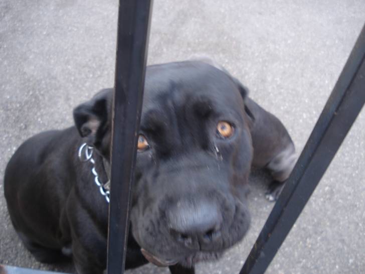 Sarah - Cane Corso Femelle (3 ans)