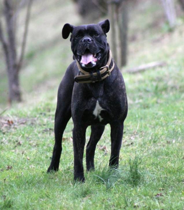 Dirka - Cane Corso Femelle (5 ans)