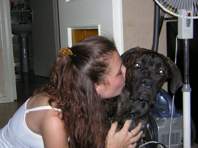 cane corso BOSS - Cane Corso