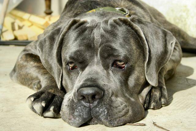 vike cane corso - Cane Corso