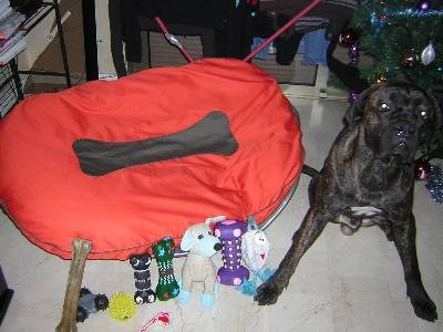 Boss cane corso 10 mois - Cane Corso (10 mois)