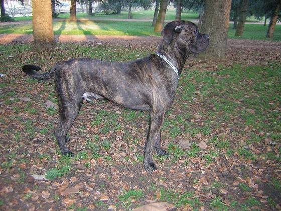 cane corso BOSS 1 an - Cane Corso