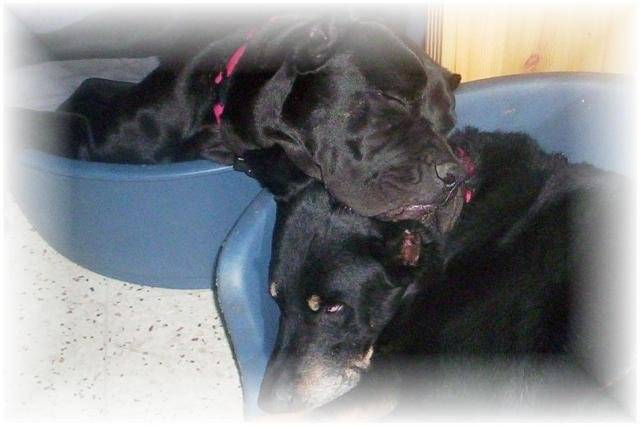 utha cane corso - Cane Corso