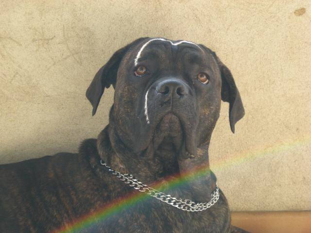 BOSS cane corso - Cane Corso