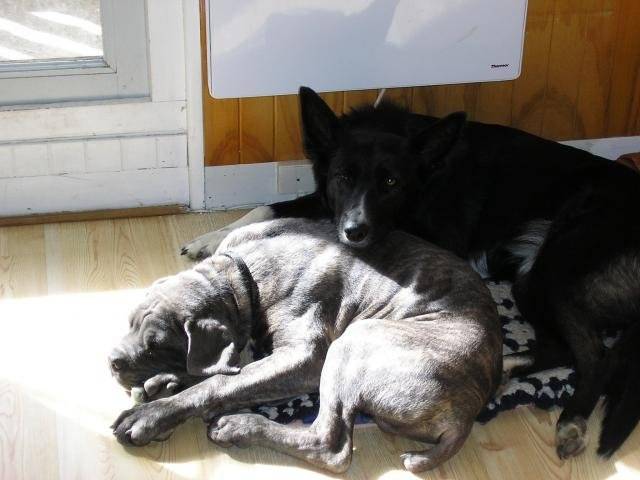 buster cane corso - Cane Corso