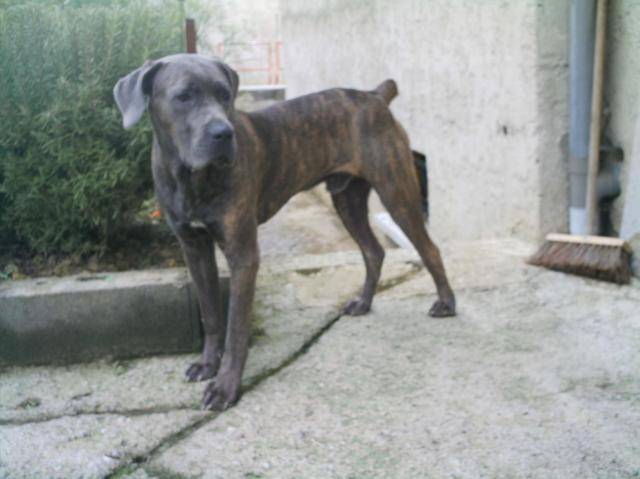 boss cane corso - Cane Corso