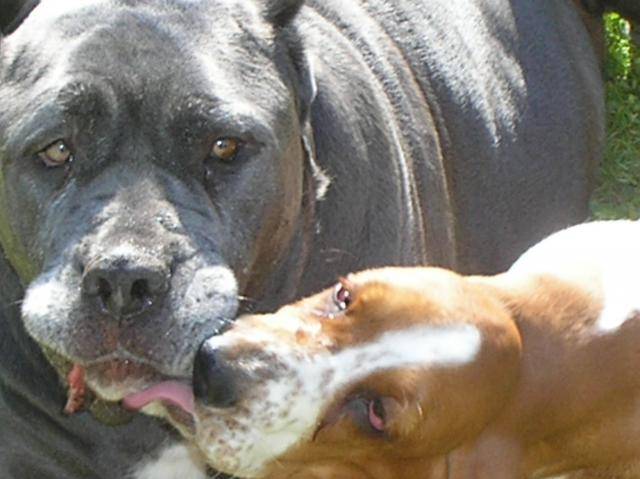 CANE CORSO - ALYAH et CHANNAH - Cane Corso