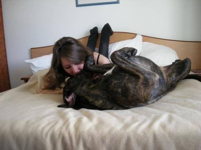 BOSS cane corso et sa maman - Cane Corso
