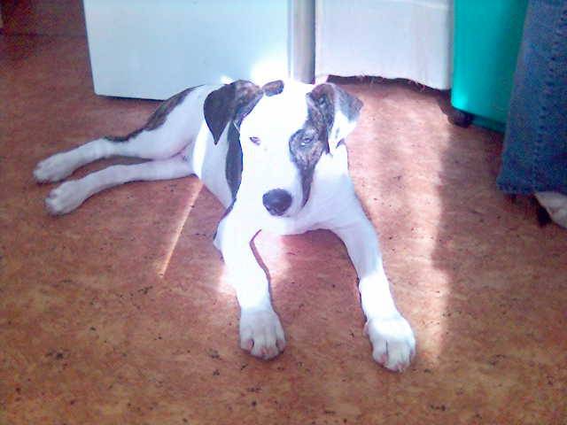 TERREUR CROISE MAMAN CANE CORSO PAPA DOG ARGENTIN - Cane Corso