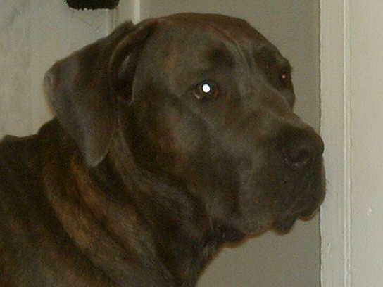 boss mon cane corso - Cane Corso