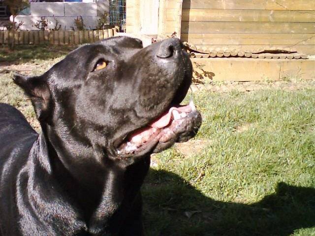 cane corso - Cane Corso Femelle