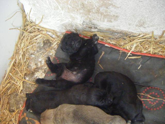 borka cane corso - Cane Corso