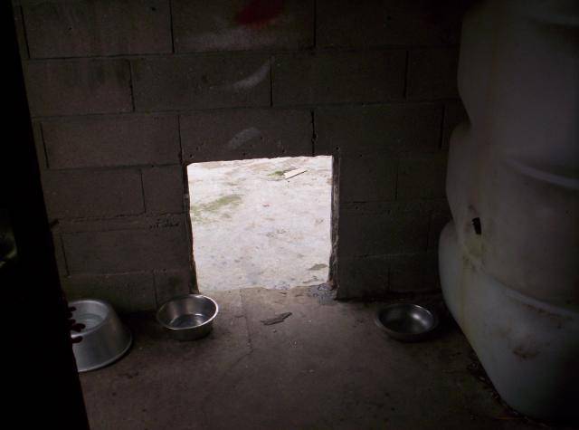 borka cane corso - Cane Corso