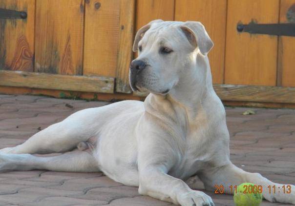 cane corso, E.T - Cane Corso