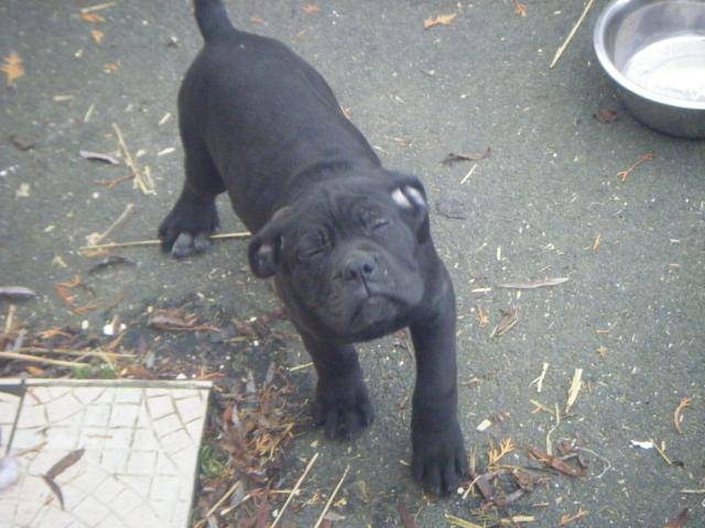 cane corso - Cane Corso