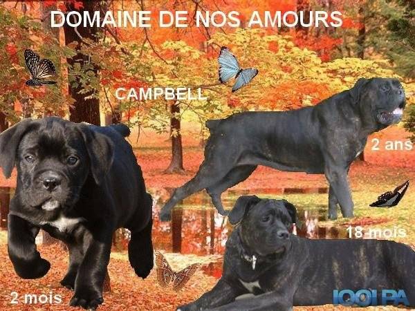 cane corso campbell - Cane Corso