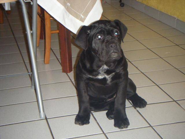 elfy cane corso - Cane Corso