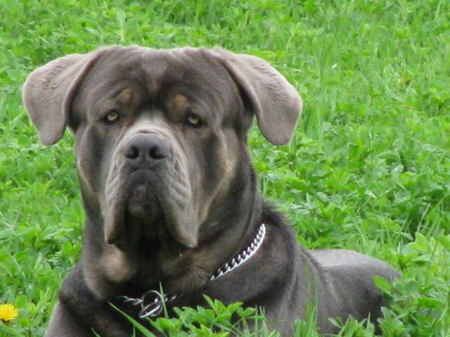 cane corso Jack - Cane Corso