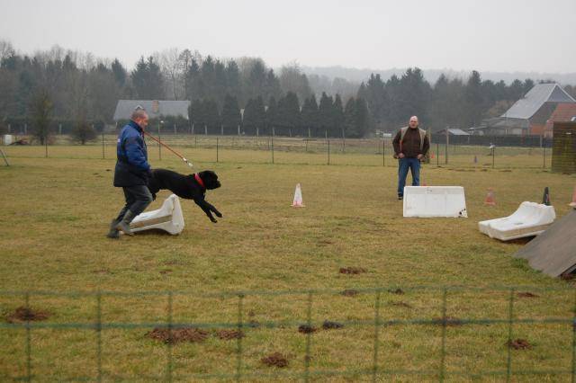 cane corso cerbere - Cane Corso