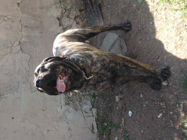 cane corso diégo - Cane Corso