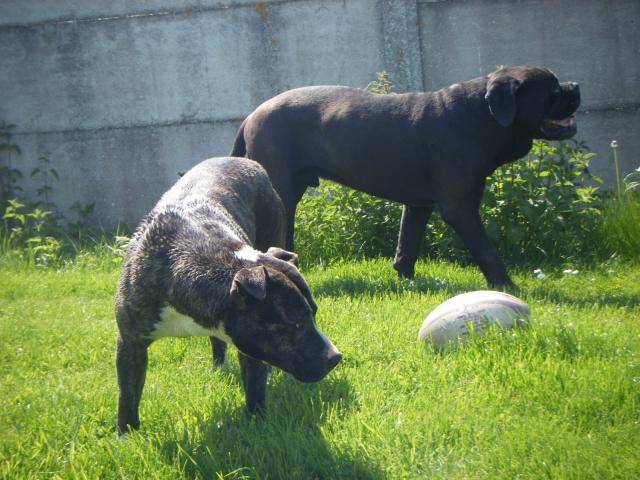 cane corso cerbere divine - Cane Corso