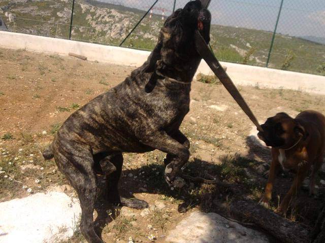 cane corso diégo - Cane Corso