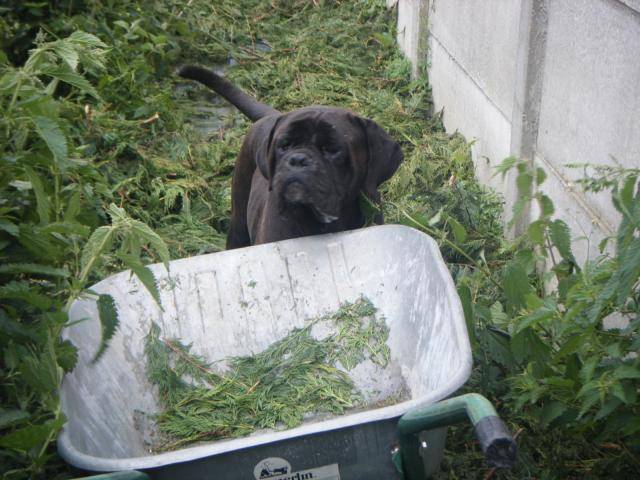 cane corso cerbere - Cane Corso