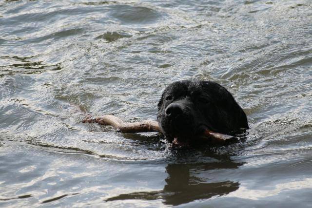 Cronos, Cané Corso - Cane Corso