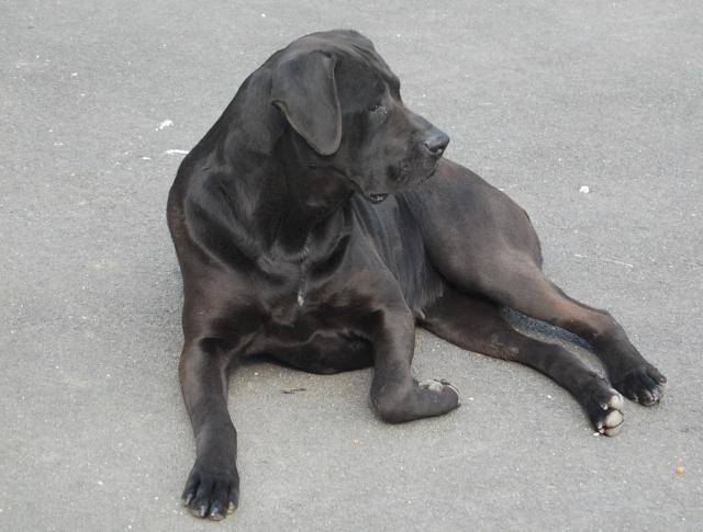 cane corso borka - Cane Corso