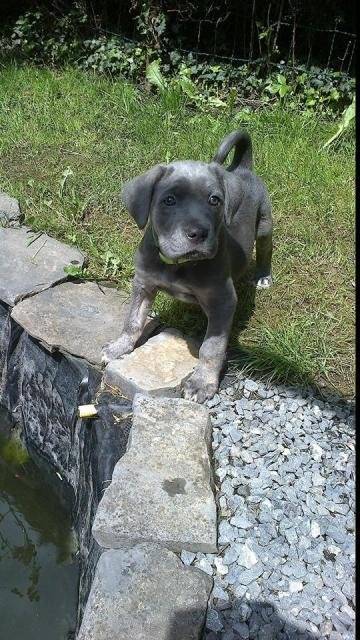 ida cane corso - Cane Corso