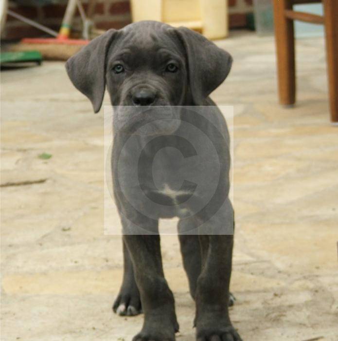 Photo Chiot Cane Corso : Cane Corso Photo Chiot Cane Corso : Cane Corso
