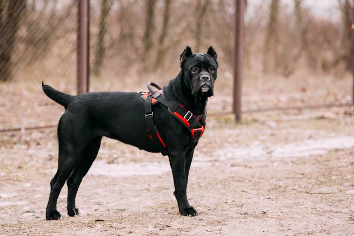 Photo Cane Corso