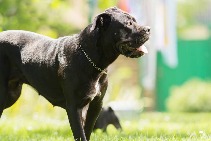 Photo Cane Corso