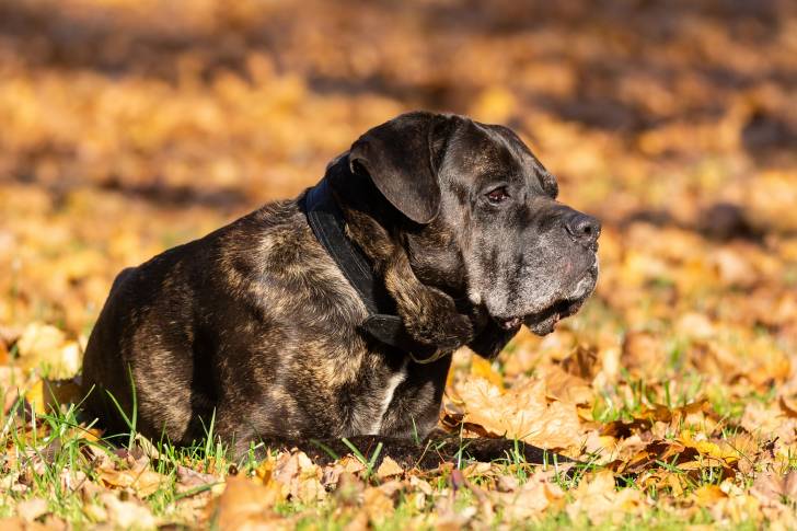 Un Cane Corso est allongé au milieu des feuilles mortes