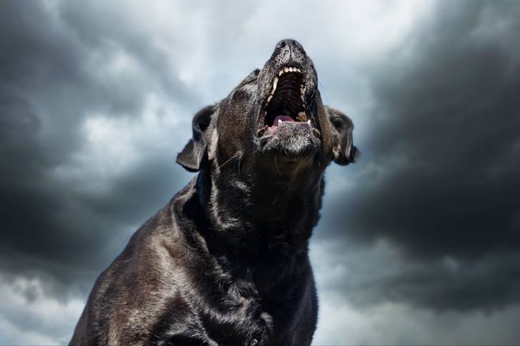 Un Cane Corso noir aboyant