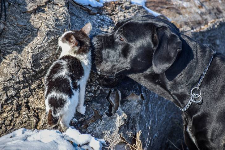 Un Cane Corso noir reniflant un petit chat 
