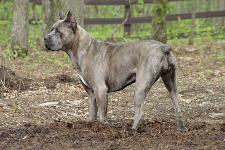 Cane Corso debout dans une forêt