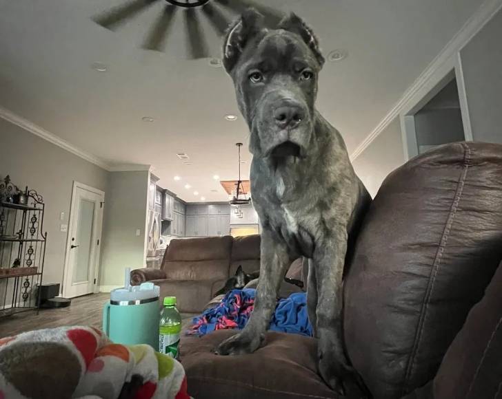 Un Cane Corso sur un canapé 