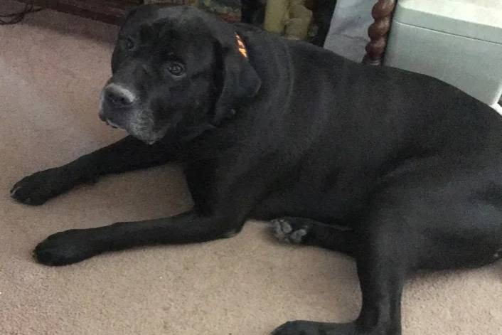 Un Cane Corso allongé sur une moquette et portant un collier autour du cou