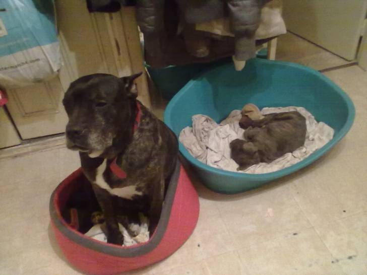 chance - Cane Corso Mâle (2 mois)