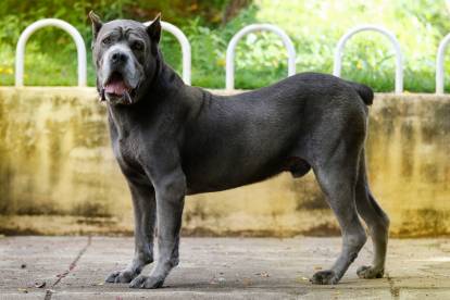 Morphologie du Cane Corso