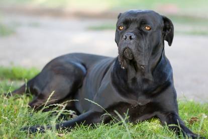 Un Cane Corso noir allongé dans l'herbe