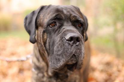 Tête du Cane Corso