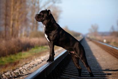 Popularité du Cane Corso ailleurs dans le monde