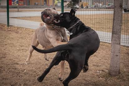Deux Cane Corso se battant