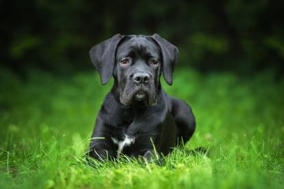 Un Cane Corso assis dans l'herbe